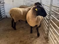 Sheep, White Suffolk sheep — photo 7