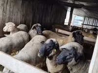 Widder, Ile-de-France sheep — Foto 2
