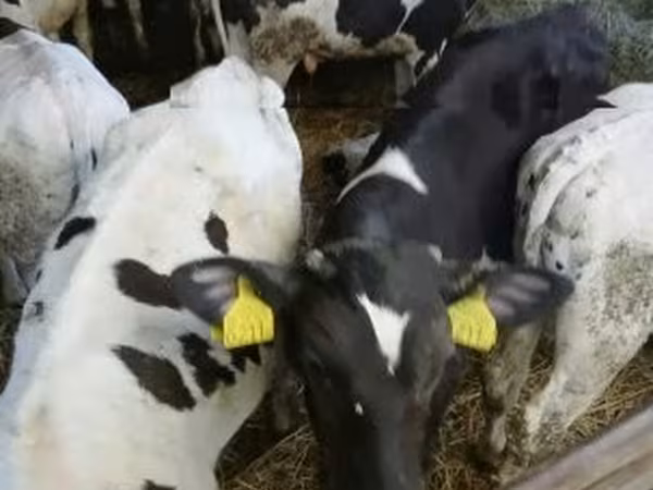 Bika, Russian Black pied cattle — Magyarország