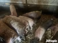 猪（批次，未指定性别）, Pigs — 照片 1