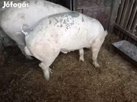 Boar, Pigs — photo 2