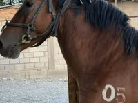 Hengst, Akhal-Teke — Foto 2