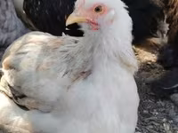 Pekin bantam — foto 2