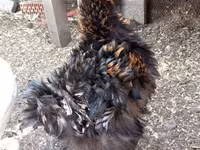 Chickens — 照片 1