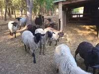 Sheep, Tsigai sheep — photo 3