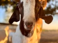 Nőstény kecske, Boer goat — 4. fotó
