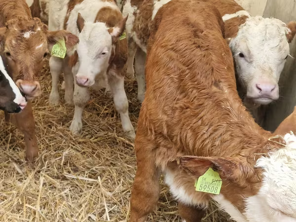 Bydło (partia, płeć nieokreślona), Simmental cattle