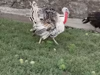 Turkeys — foto 3