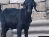 Bak, Anatolian Black goats — 1. fotó