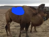 Tevénő, Kazakh Bactrian camel — 3. fotó