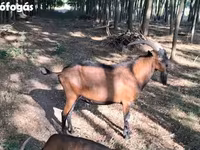 Bak, Alpine goat — 8. fotó