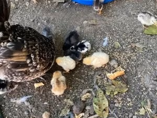 Chickens — Ungarn