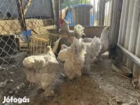 Brahma — foto 2