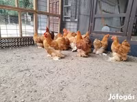 بيكين بانتام — الصورة 7
