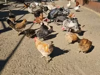 Chickens — 6. fotó