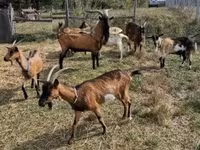 母山羊, Goats — 照片 8