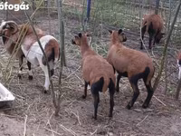 Kos, Cameroon sheep — 1. fotó