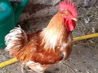 Chickens — फ़ोटो 1