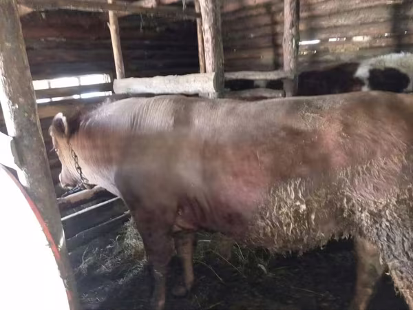 Býk, Simmental cattle