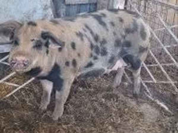 Truie, Porcs — Hongrie