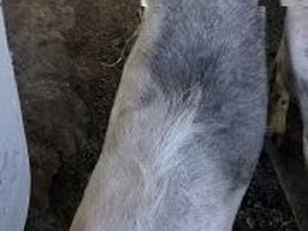 母山羊, Goats