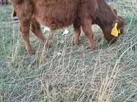 Bull, Dexter — photo 3