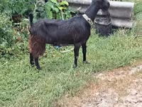 公山羊, Goats — 照片 1