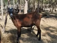 母山羊, Nubian Goat — 照片 2