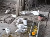 Ducks — 3-сурет