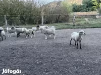 Kos, White Suffolk sheep — 2. fotó