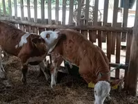 Toro, Simmental cattle — foto 5