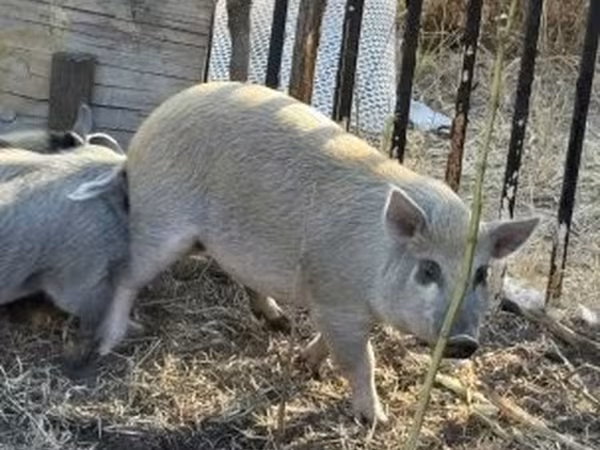 Pigs (batch, sex not specified), Pigs — Hungary