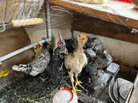 سيبرايت — الصورة 1