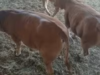 Bull, Limousin cow — photo 7