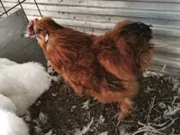 Silkie — 6. fotó
