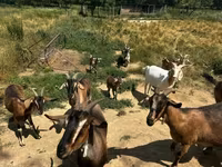 山羊（批次，未指定性别）, Goats — 照片 1