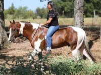 Cavalo, American paint horse — foto 2
