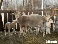 Ram, Sheep — photo 5