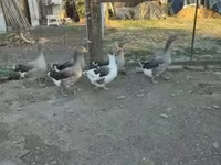 Guinea fowl — photo 7