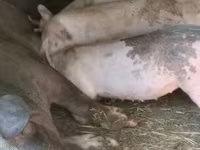 母猪, Дюрок — 照片 3