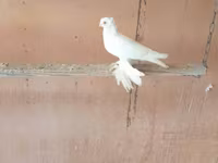 White — 1. fotó