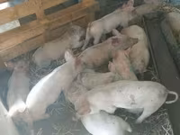 Süldőanya, Sertések — 3. fotó