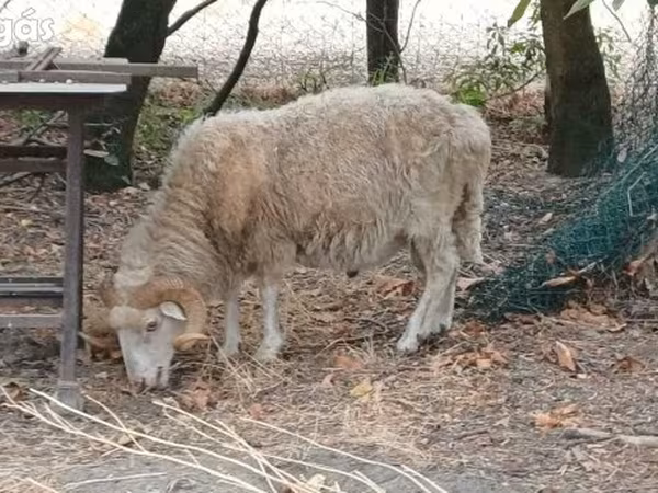 Kos, Racka sheep — Magyarország