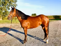 Hing, Quarter Horse — 2. fotó
