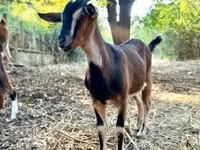 母山羊, Goats — 照片 3