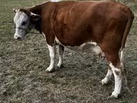 İnək, Simmental cattle — foto 4