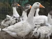 Geese — foto 1