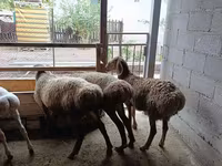 Schaf, Rhon sheep — Foto 1