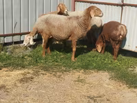 Schaf, Arashan sheep — Foto 4