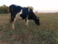 母牛, Holstein breed — 照片 3